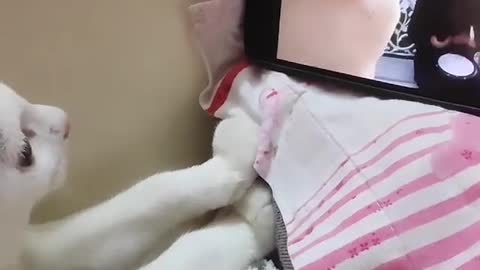 Gatito