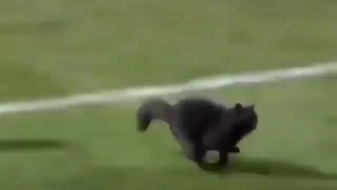 Cat playing football