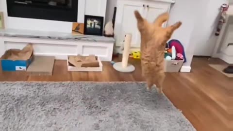 Watch this backflip by my CAT ⚡️⚡️