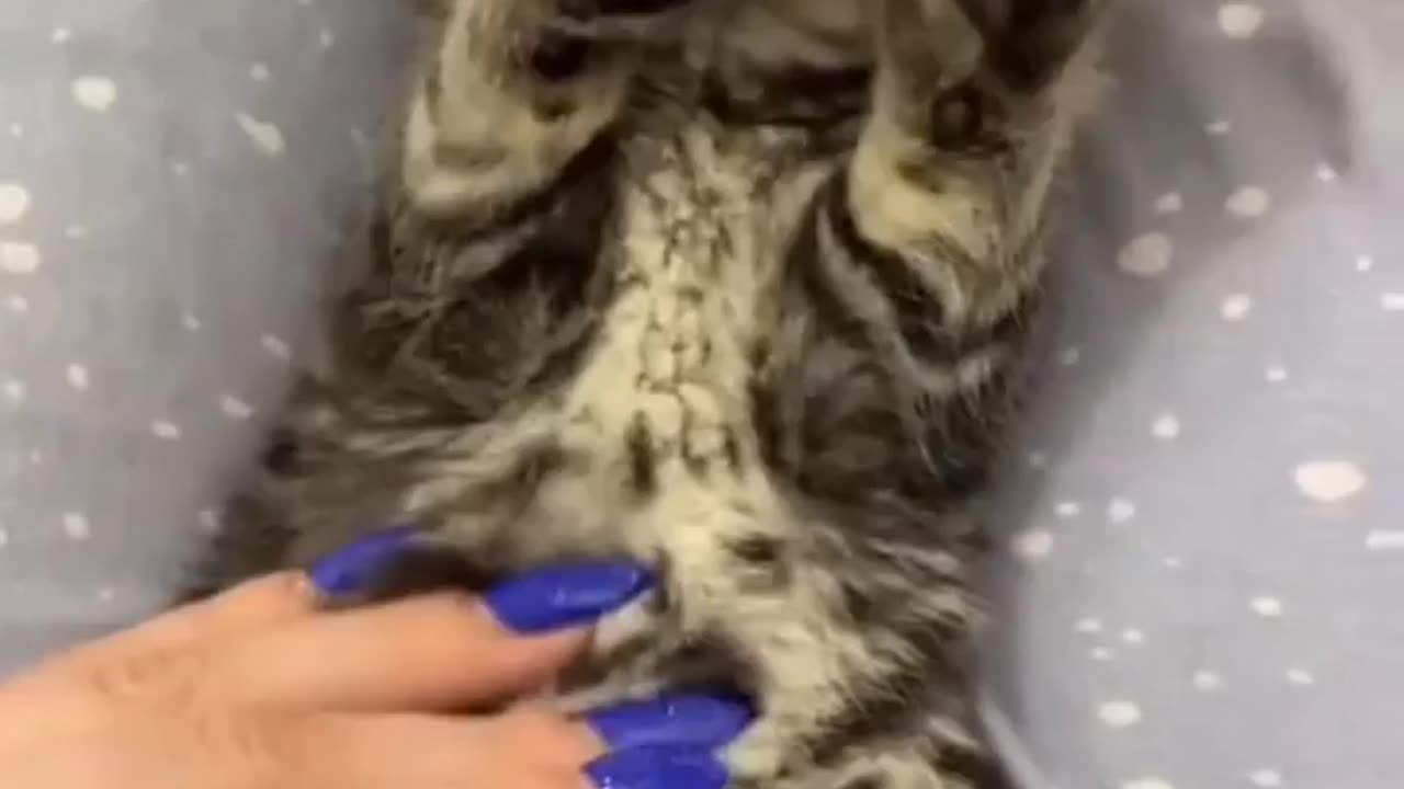 Cute cat