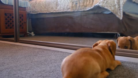 puppy playing in front of Mirror