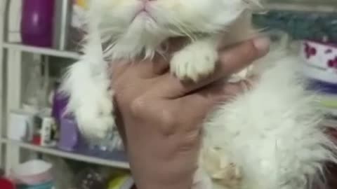 Odd eyes Persian kitty