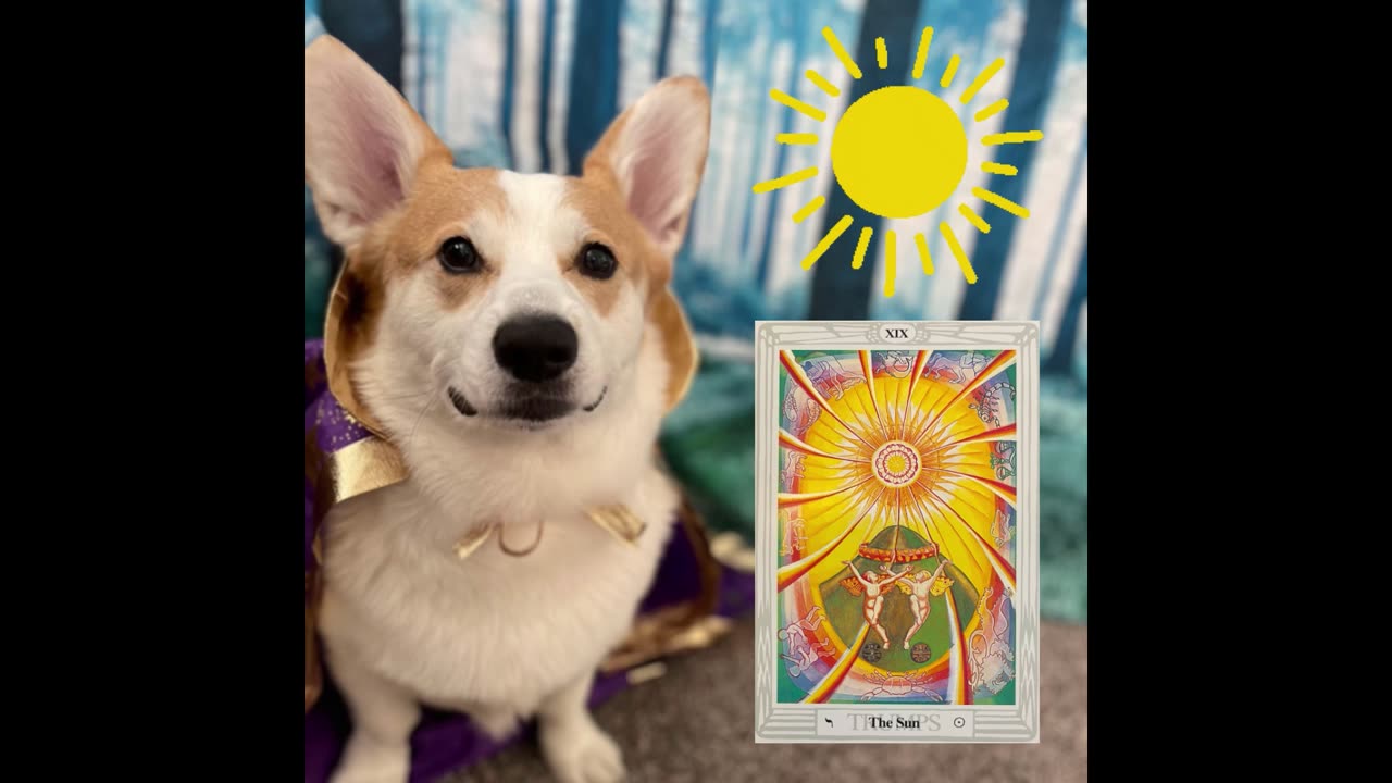 Corgi reading tarot cards