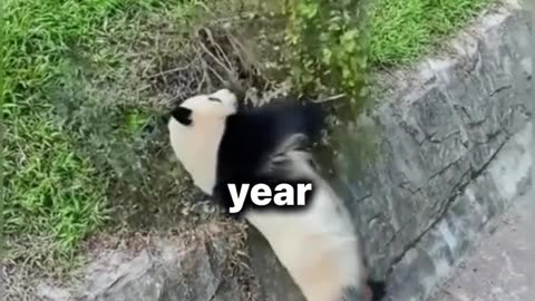Animal world amazing