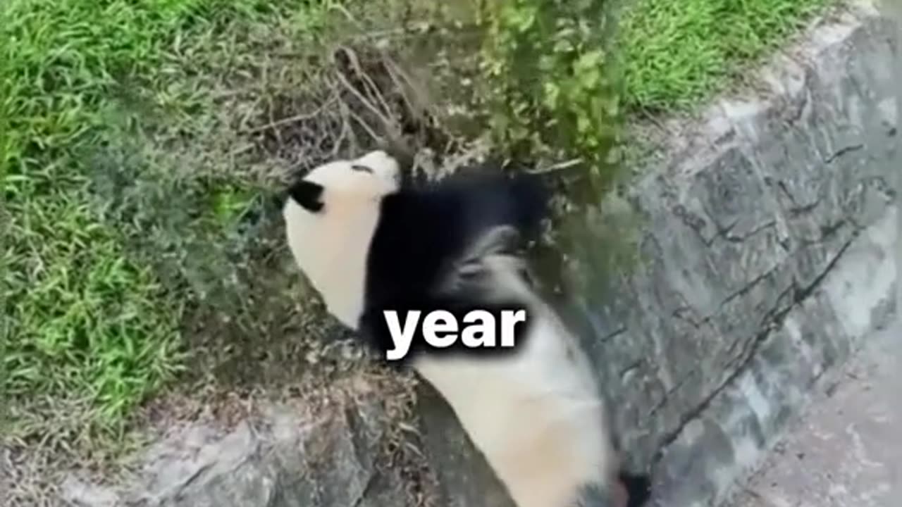 Animal world amazing