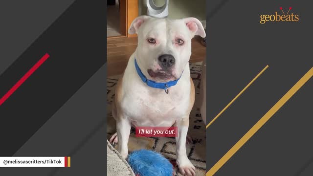 A breeder rejected this dog. But a woman took him home