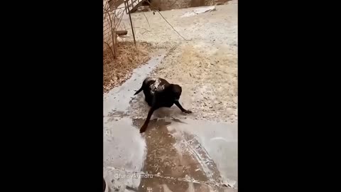 Funniest animal even