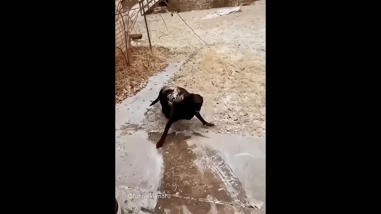 Funniest animal even