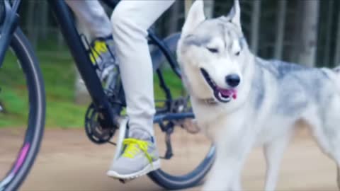 Dogs are running on bicycles||🐕 Dog's videos||Animal videos||