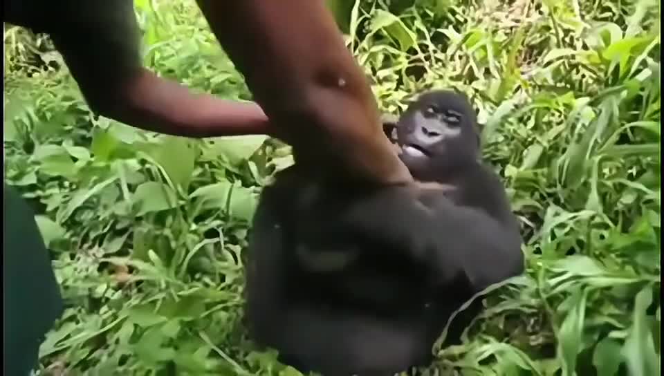 Who says animals aren't afraid to tickle