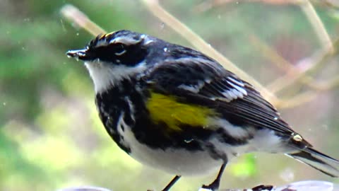 Yellow-rumped warbler