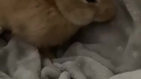 Rabbit Plays Alone With Themselves And Enjoys It