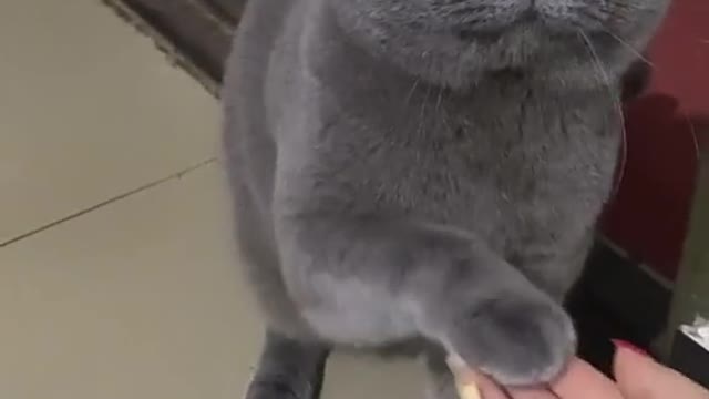 Look at that adorable cat, he's really smart and pretty،❤️🥺