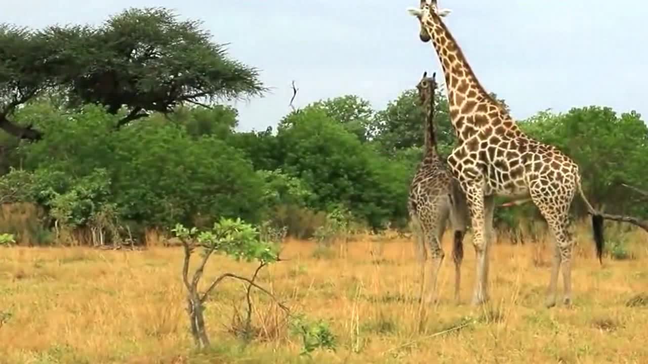 A pair of tall giraffes