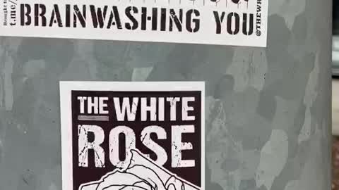 Order “the white rose” stickers