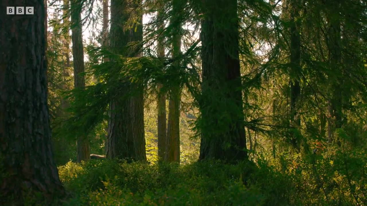 Close Call For These Brown Bear Cubs | 4K UHD | Seven Worlds One Planet | BBC Earth