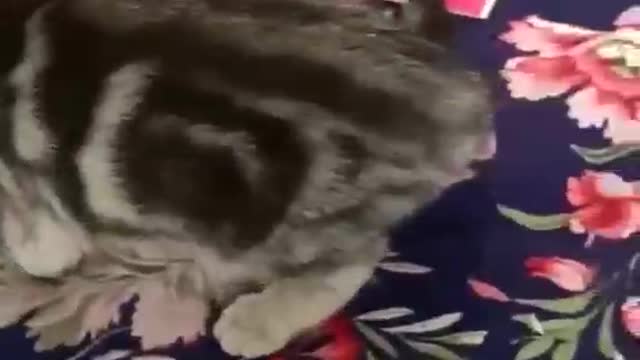 The cute kitten always looks at me