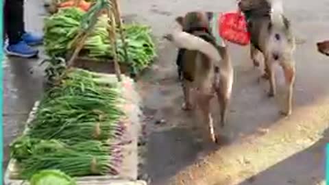 Dog travels to the market everyday to fetch supplies for owner