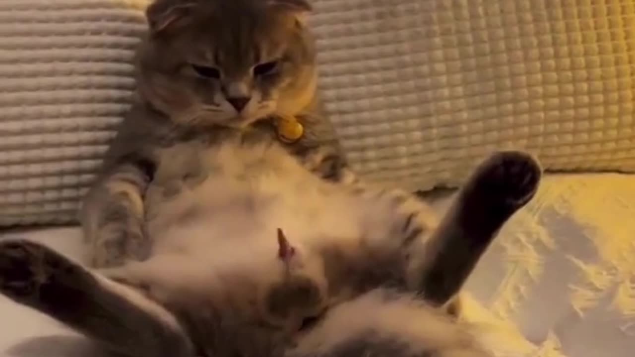 So funny cat video 🤣🤣😜