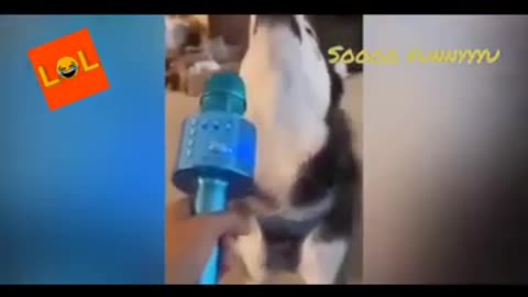 Cute and funny animals