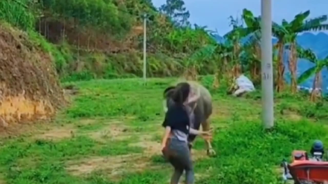 Baffalo dance
