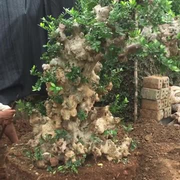 such a beautiful bonsai