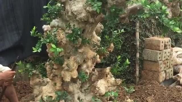 such a beautiful bonsai