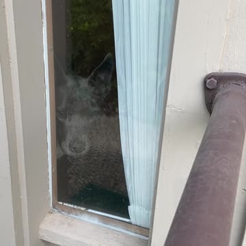 Dog watches from window as I leave