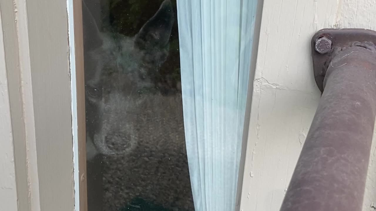 Dog watches from window as I leave