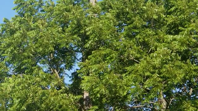 Turtle Climbs Up Telephone Pole