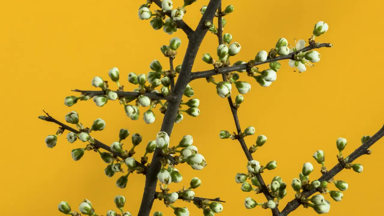 8K VIDEOS - UltraHD HDR (60fps) _ Blooming Flowers Timelapse