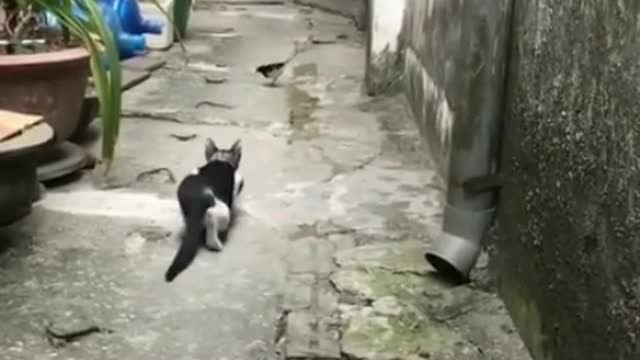 A cat dangerous moment......