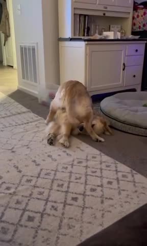 Awe 🫢 The Cutest Thing Ever😅