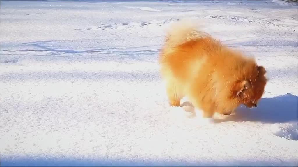 like dog1
