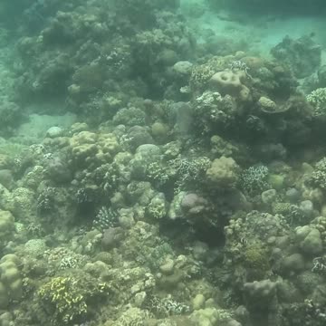 It’s Snorkeling Time! 🐠