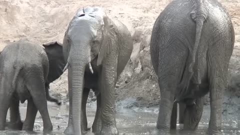 Elephant Mating Time