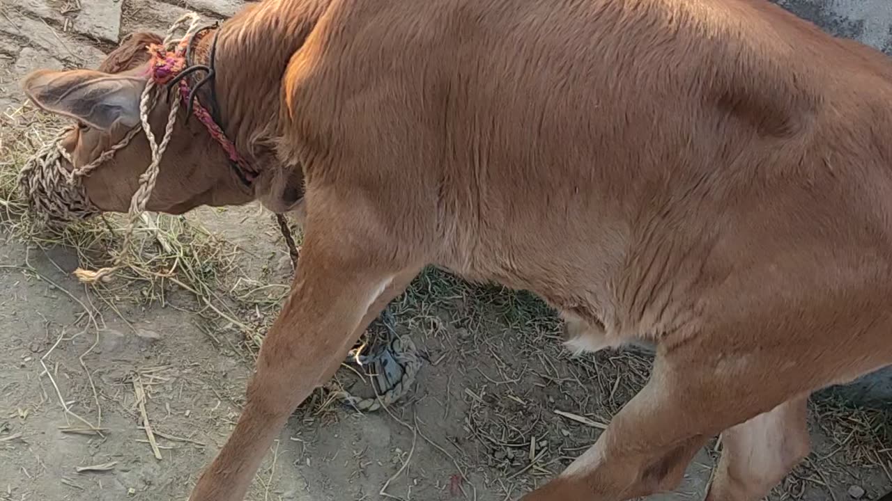 Village cow born new cow