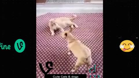 Funny animal