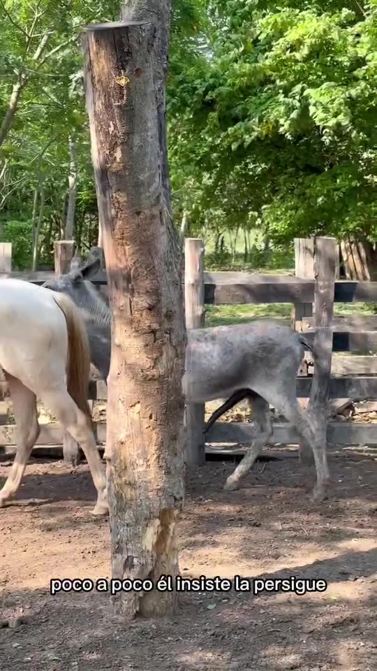 OMG Big DICK 😳A male donkey mates with a female horse # so sexy
