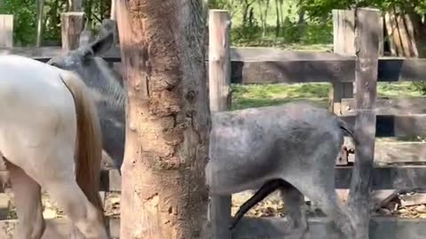 OMG Big DICK 😳A male donkey mates with a female horse # so sexy 