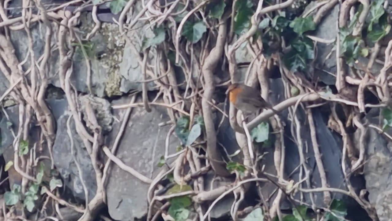 Robin On Plants On A Wall