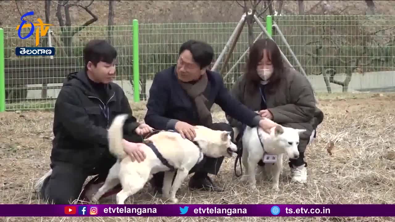 'Peace Dogs' Dogs Gifted By North's Kim Resettle in South Korean Zoo