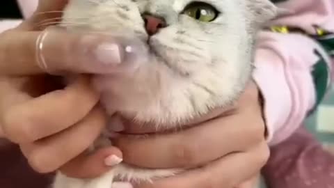 Cleaning cute cat (giggly)