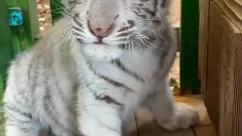 Cute white tiger cub 😸🤍🤍