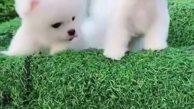 Cute and funny Pomeranian puppy enjoying in Park || Dogs & Puppy Lover