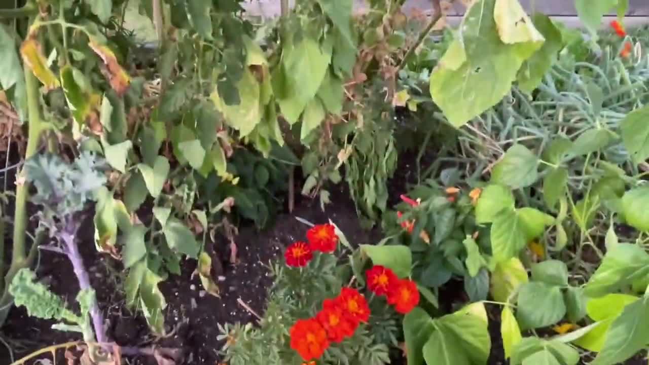 Community Vegetable Gardening in Canadian Summertime