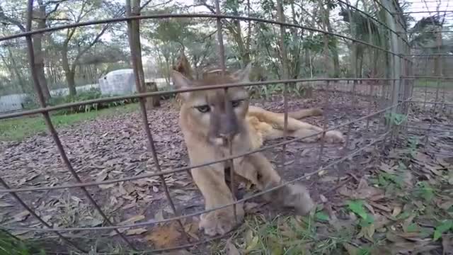 Biggest cat that purrs and meows