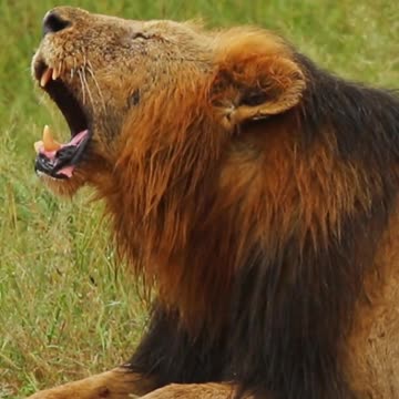 Lion King Shows Off Mighty Roar