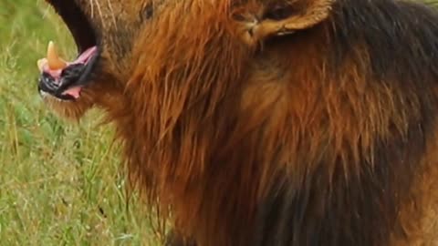 Lion King Shows Off Mighty Roar