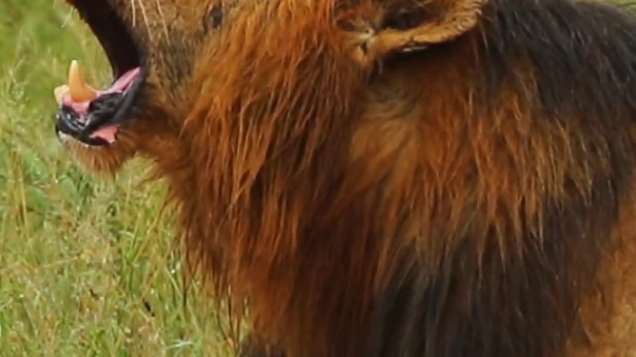 Lion King Shows Off Mighty Roar